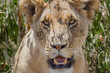 Löwe - Portrait einer freien Löwin in der Savanne.