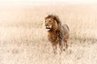 Löwen König. Blick über die Savanne Afrikas