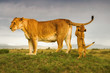 Löwe - Löwin mit einem neugierigen Baby auf zwei Pfoten in der Savanne 
