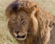 Löwe - Konzentrierter Blick des Löwen Königs