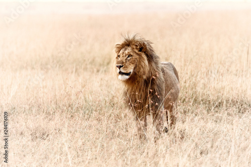Plakat Król Lew. Widok na sawannę Afryki