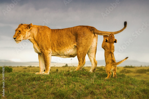 Plakat Lew - lwica z ciekawskim dzieckiem na dwóch łapach na sawannie