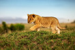 Löwe - Löwenbaby erkundet die Welt der Savanne