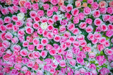 Fototapeta Kwiaty - Pink rose background