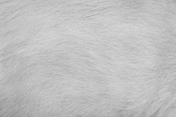 Wall Mural - Texture fur gray white cat abstract for short smooth background