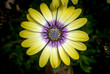 yellow african daisy, osteospermum, blue eyed beauty
