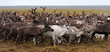 Herd of reindeer on a yearly migration in the polar tundra. Arctic region, Yamal peninsula. Reindeers migrate for a best grazing.