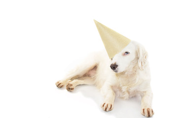 Wall Mural - BIRTHDAY OR NEW YEAR DOG PARTY HAT. BEAUTIFUL PUPPY WITH BLUE COLORED EYES WEARING A GOLDEN PARTY HAT LYING DOWN. ISOLATED STUDIO SHOT AGAINST WHITE BACKGROUND.