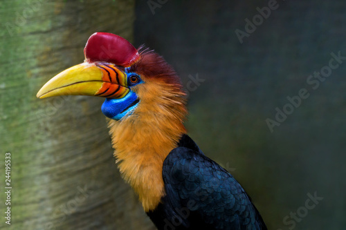 Fotografía Tukan (Ramphastidae) in Nahaufnahme