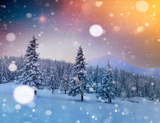 Wall Mural - Starry sky in winter snowy night. Fantastic milky way in the New Year's Eve. Beautiful landscape and snow-covered pines on mountain slopes. Bokeh light effect, soft filter. Photo greeting card