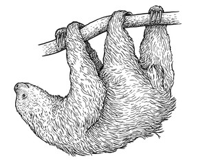 Wall Mural - Sloth illustration, drawing, engraving, ink, line art, vector