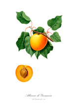 Apricot Vintage Watercolour Illustration