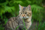 Fototapeta Zwierzęta - cat on grass