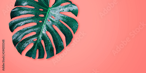 monstera-tropical-leaves-on-coral-color-background-minimal-summer