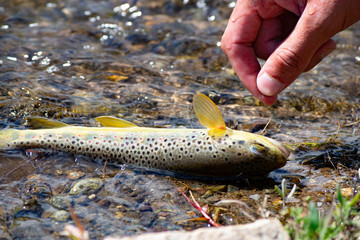 caught small fish on the hook. caught a small fish. lying on the shore in the water