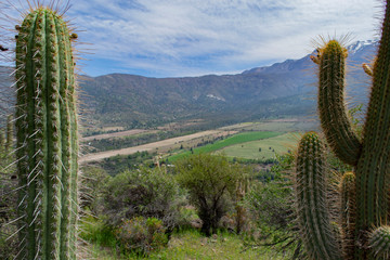 big cacti in the mountains. cacti growing in the mountains. height of two meters and above. against the mountain