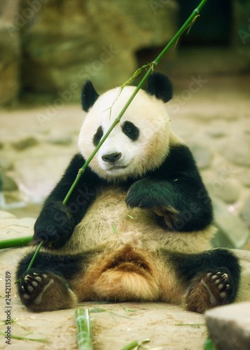 Valokuva The giant panda sits and holds a bamboo sprig in its paws.