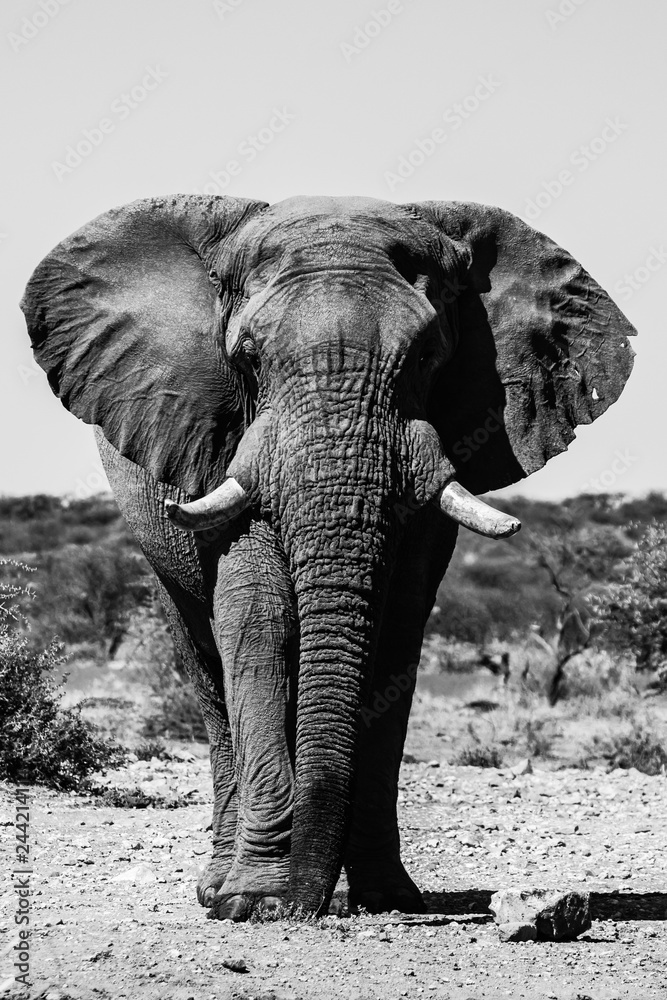 Elefant in Namibia Frontalaufnahme - obrazy, fototapety, plakaty 