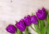 Fototapeta Tulipany - Bright bouquet of lilac tulips