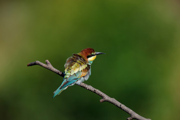 Wall Mural - European Bee-eater (Merops apiaster).