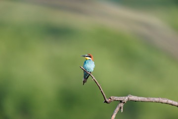 Wall Mural - European Bee-eater (Merops apiaster).