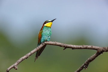 Wall Mural - European Bee-eater (Merops apiaster).