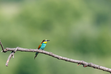 Wall Mural - European Bee-eater (Merops apiaster).