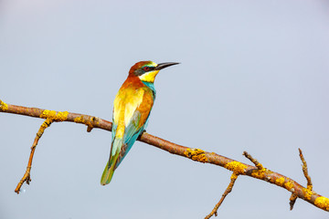 Wall Mural - European Bee-eater (Merops apiaster).