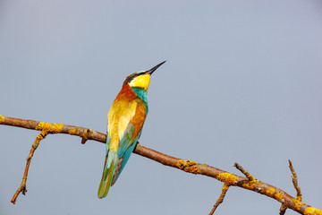 Wall Mural - European Bee-eater (Merops apiaster).