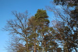 Fototapeta  - szczyty drzew
