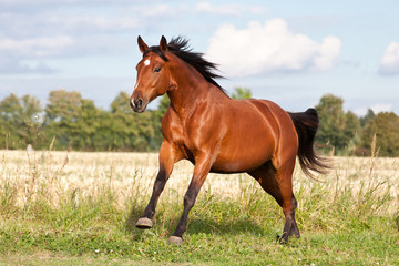 Nice brown horse running on the pasture in summer