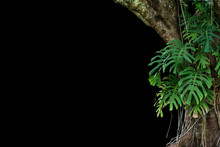 Jungle Tree Trunk With Climbing Monstera (Monstera Deliciosa) The Tropical Foliage Plant Growing In Wild Isolated On Black Background.