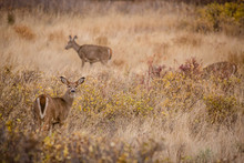 Herd Of White-tailed Deer In Prairie