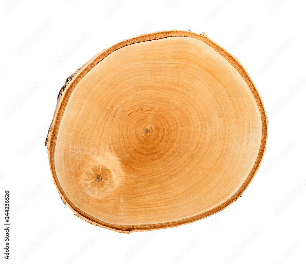 Cross section of tree trunk with annual growth rings isolated on white ...