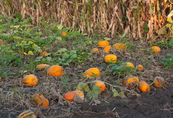 pumpkin field on a bright autumn day photo