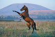 Fierce and brutal Akhal-Teke stallion rears standing on one leg. Horizontal,sideways, mountain on the background.