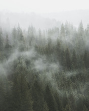 Fog Passing Through Pine Tree Forest - Moody Photograph In Portrait Orientation