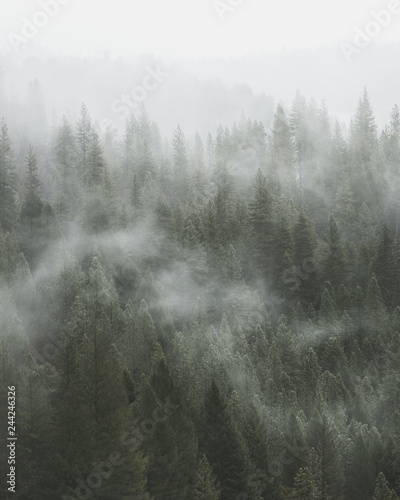 mgla-przechodzaca-przez-las-sosnowy-nastrojowa-fotografia-w-orientacji-portretowej