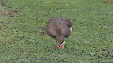 Poster - Lesser white-fronted goose, Anser erythropus, single bird on grass, captive