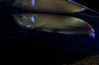 White sea catfish in a dark aquarium