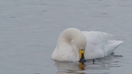 Poster - Whooper swan, Cygnus cygnus, single bird on water,   Norfolk, February 2018