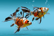 Two colorful decorative fishes swimming in clean blue water with bubbles, Underwater scene with gold fish