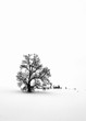 Baum im Winter in der Landschaft - Silhouette eines Baumes