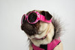 Cute pug puppy wearing pink sunglasses 