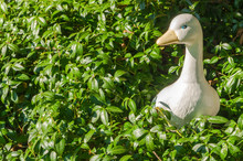 Cute Toy Garden Plaster Sculpture Of The White Duck  For Decorating The Garden. Duck Set Among Green Leaves.