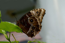 Brown And Cream Color Butterfly