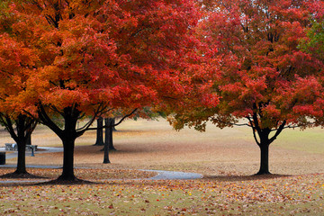 autumn red leaves in piedmont park atlanta