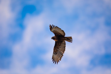 Red-tailed hawk flying in beautiful light against clouds, seen in the wild in North California