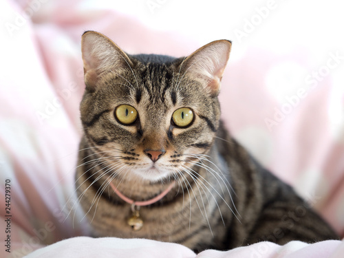 猫 アドビストックのデザイン かべいろ Com おしゃれ壁紙リフォーム貼り替え インクジェット壁紙のかべいろ Com 猫 アドビストックのデザイン かべいろ Com おしゃれ壁紙リフォーム貼り替え インクジェット壁紙のかべいろ Com