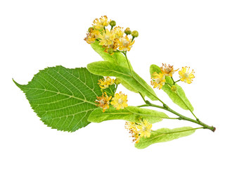 Wall Mural - Fresh flowers and leaves of linden isolated on white background